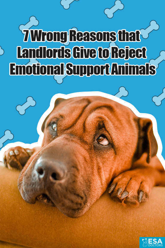 7-excuses-landlords-hoa-s-and-condos-can-t-use-to-deny-an-emotional
