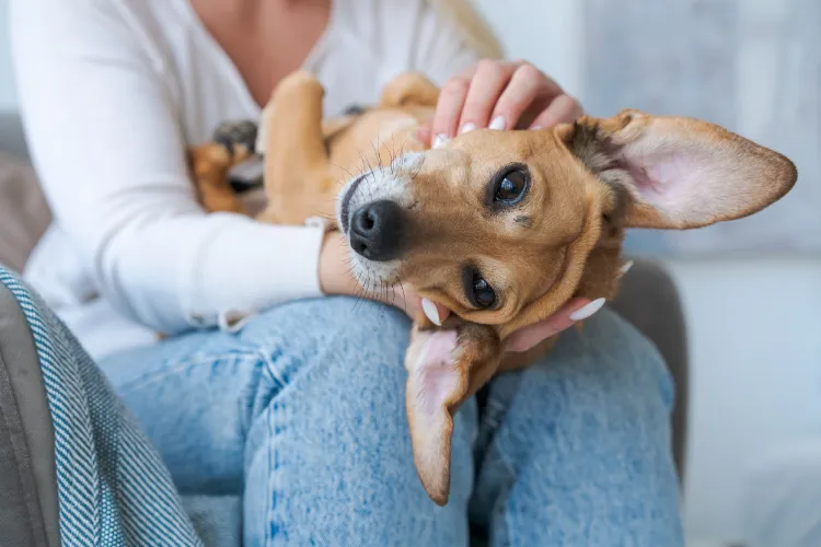 Emotional Support Animal Requirements