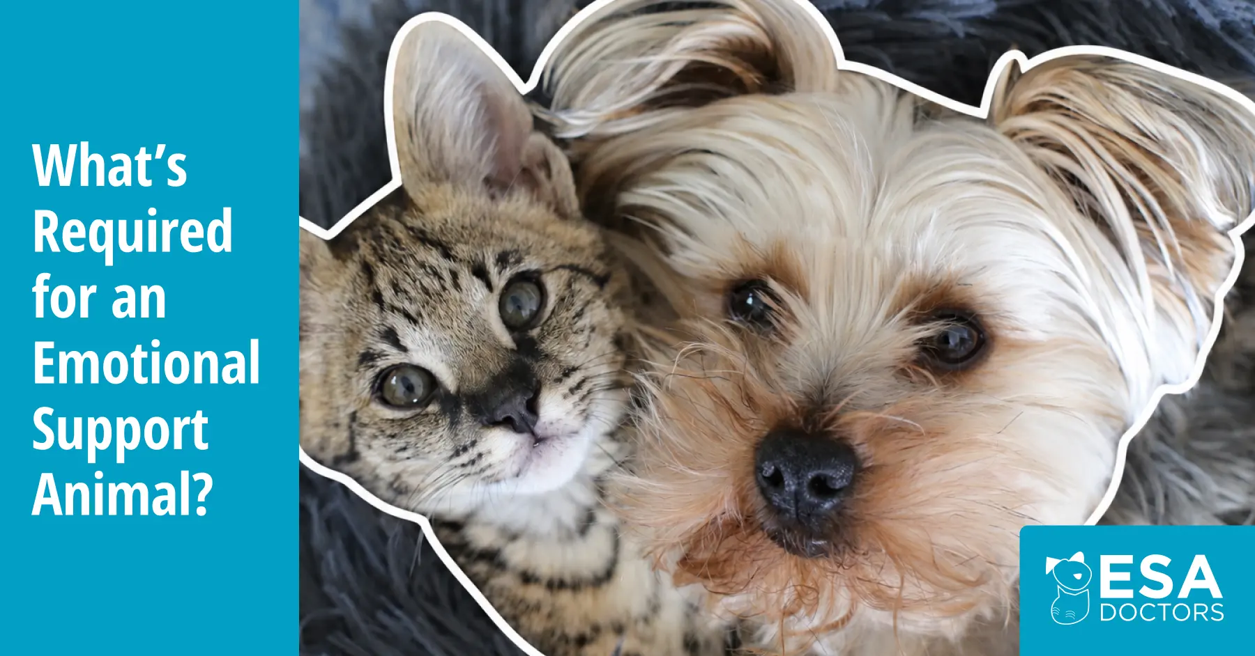 Emotional Support Animal Requirements