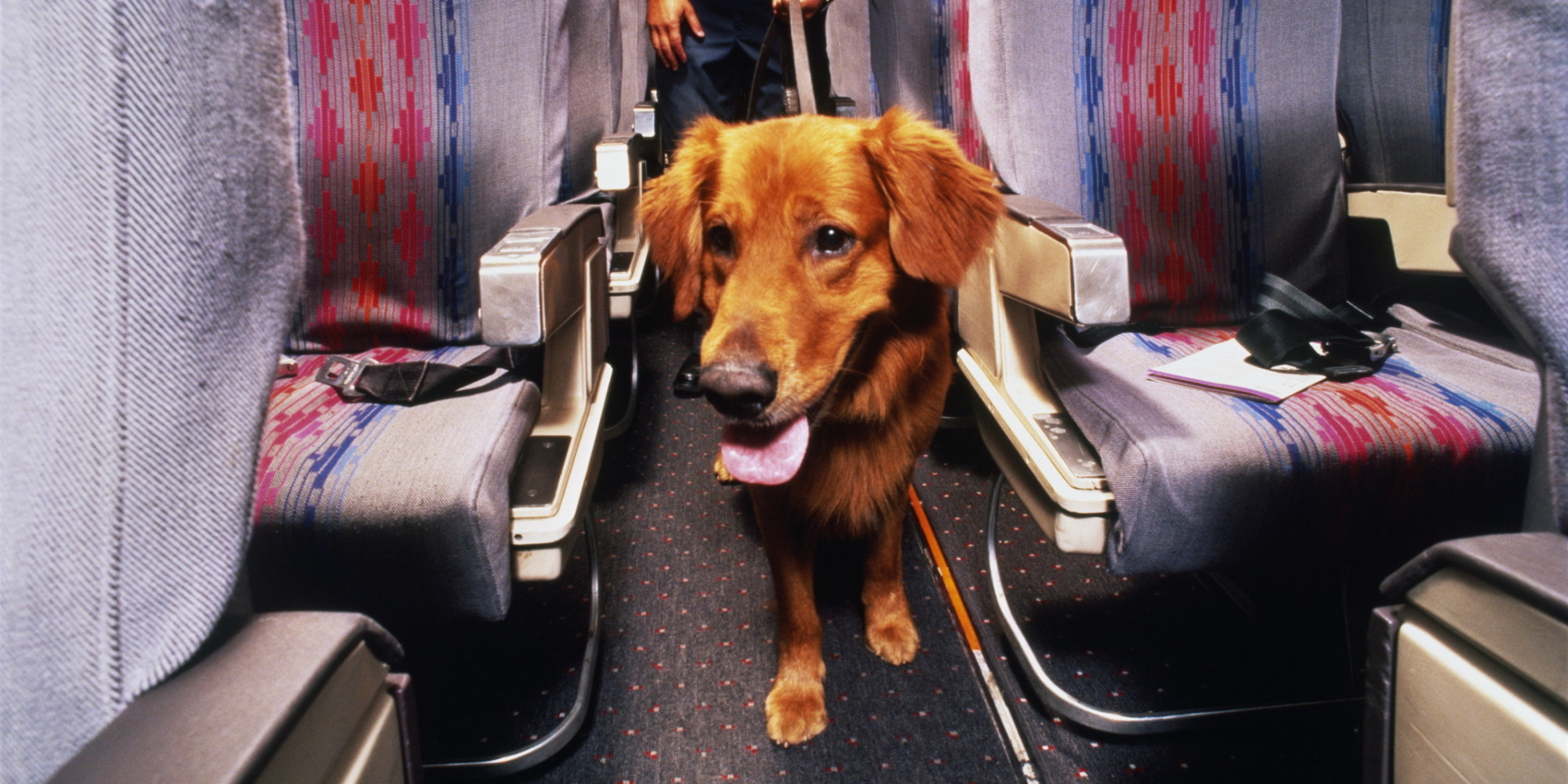 Airline Requirements For Traveling With An Emotional Support Dog Esa Doctors