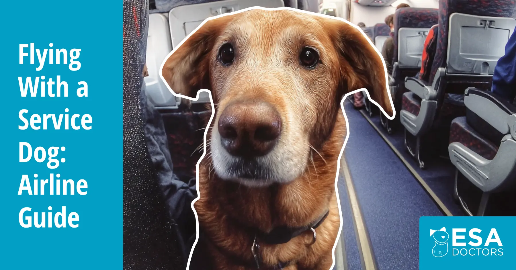 Airline Requirements for Traveling with an Emotional Support Dog