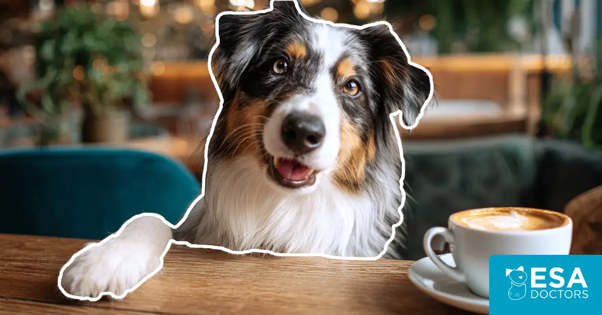 Are Emotional Support Dogs Allowed In Public Places?
