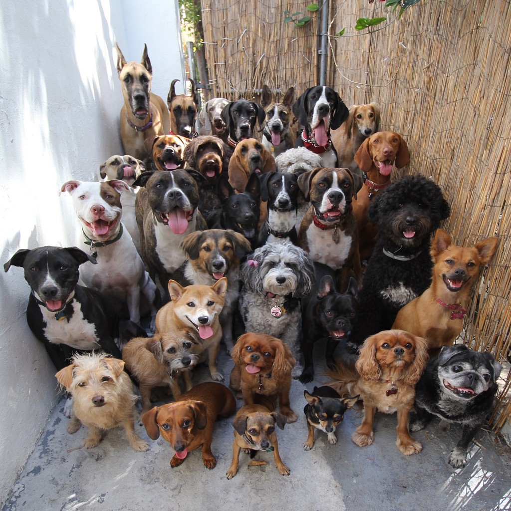 How Many Emotional Support Animals Can You Have ESA Doctors