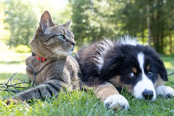 Two ESAs, a cat and a dog, enjoying the outdoors. - ESA Doctors