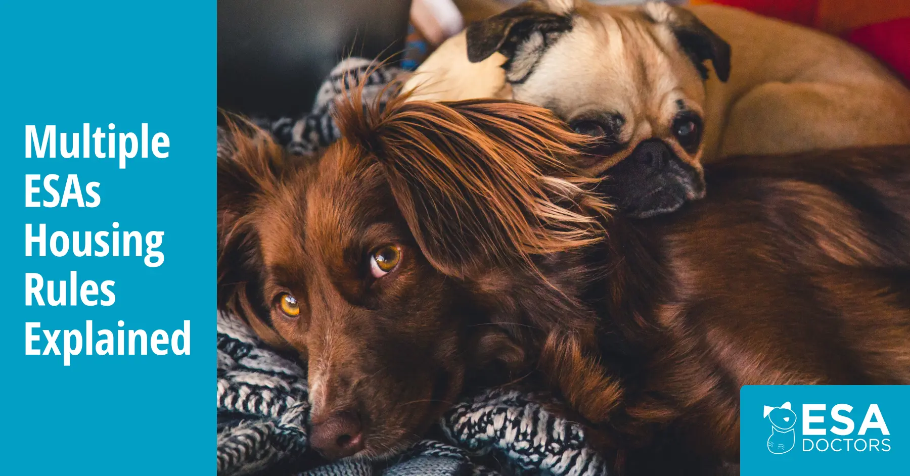 How Many Emotional Support Animals Can You Have?