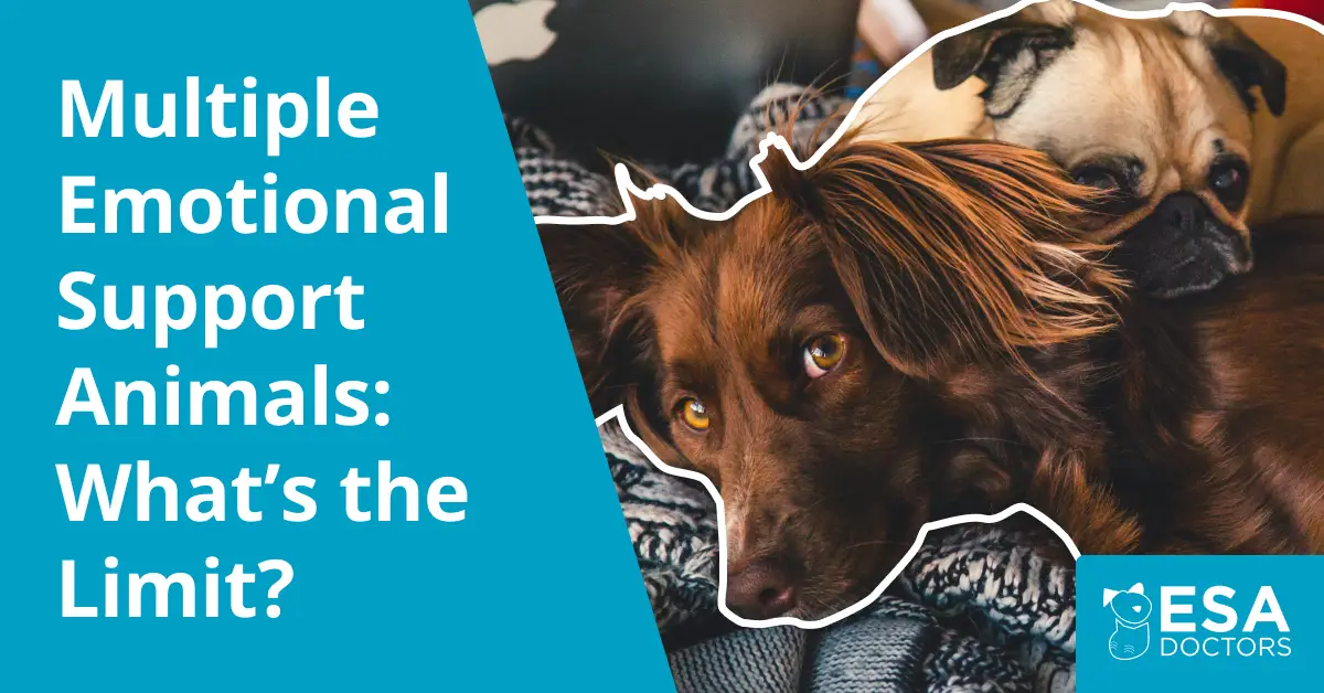 How Many Emotional Support Animals Can You Have?