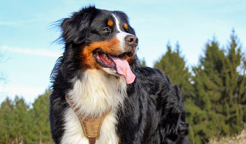 How to Fly with a Large Dog - ESA Doctors