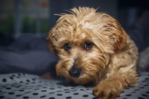 Emotional support dog in an apartment