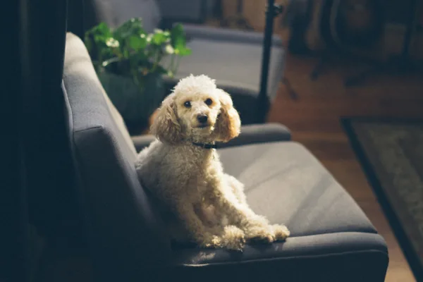 ESA dog on couch training