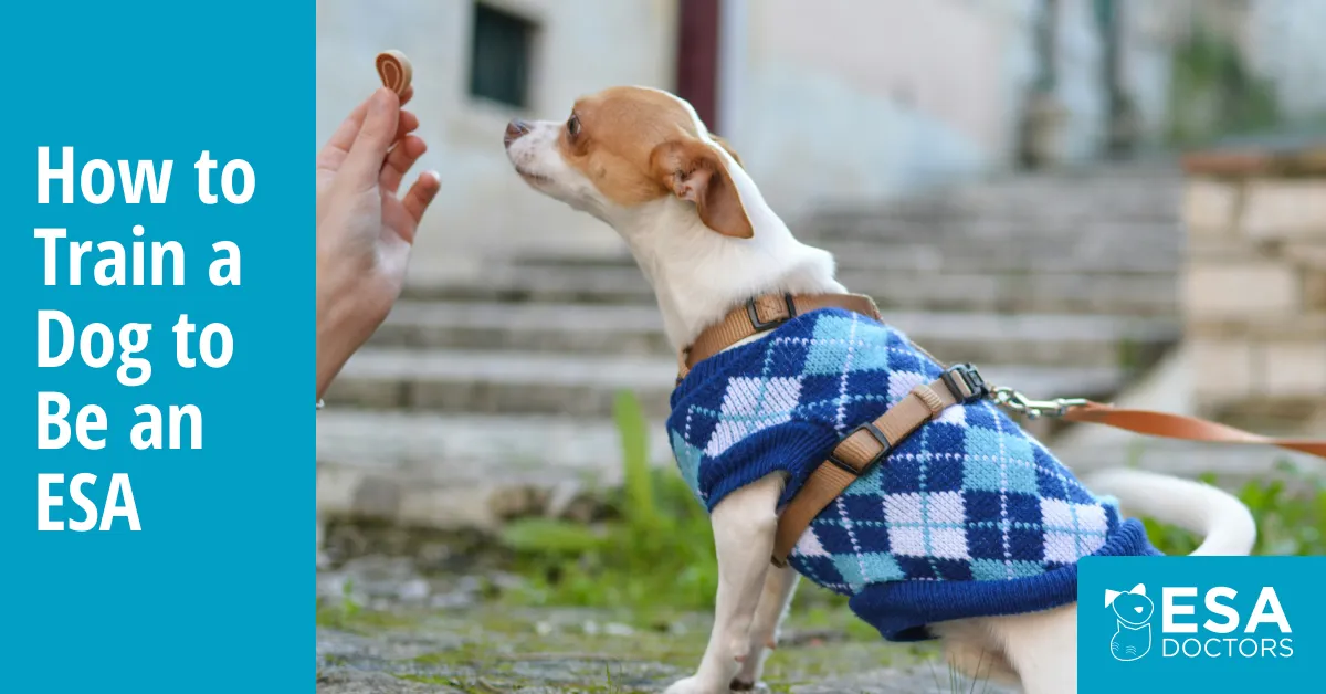 Emotional Support Animal Training