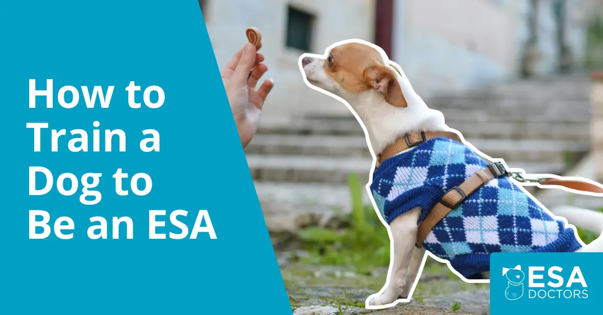 How to Train a Dog to Be an Emotional Support Animal