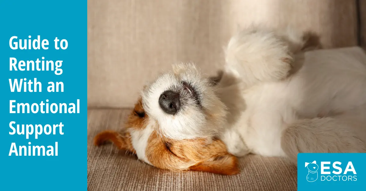 Guide to Renting an Apartment With an Emotional Support Animal