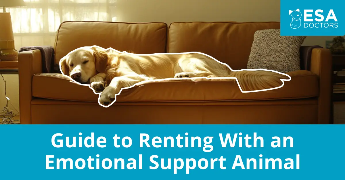 Guide to Renting an Apartment With an Emotional Support Animal