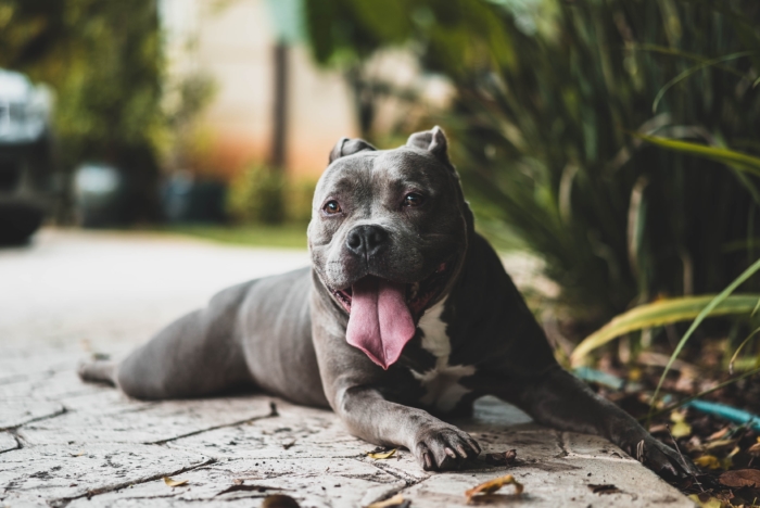 apartment banned dog breeds