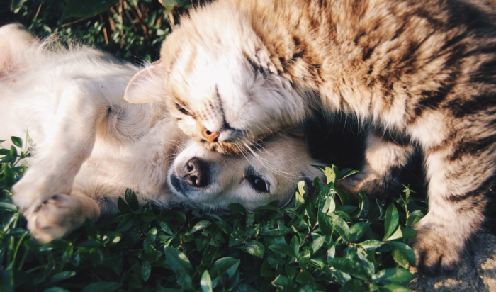 emotional support dog and cat