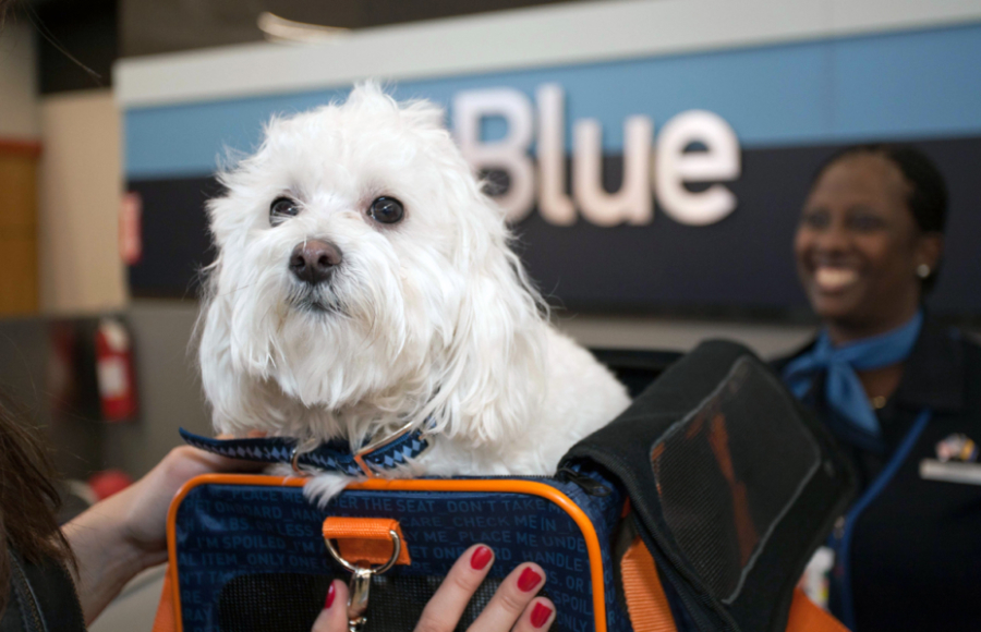 emotional support animal policy for JetBlue 