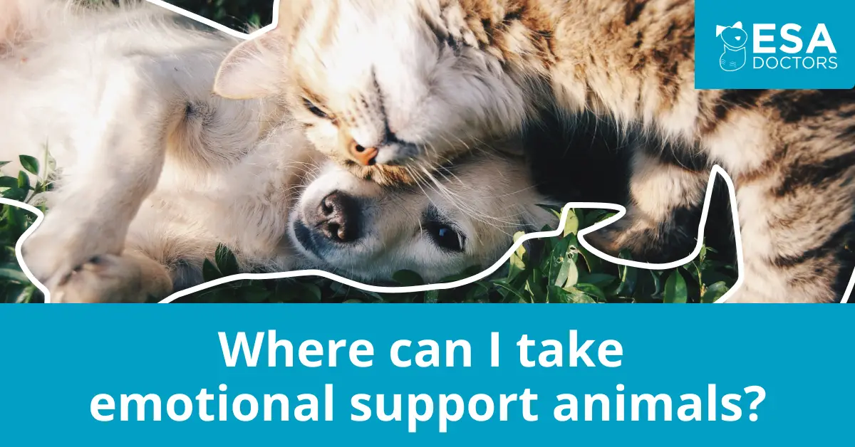 Where Can I Take Emotional Support Animals?