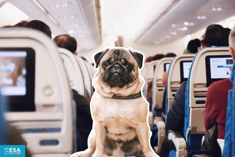 Emotional Support Dog on Airplane - ESA Doctors