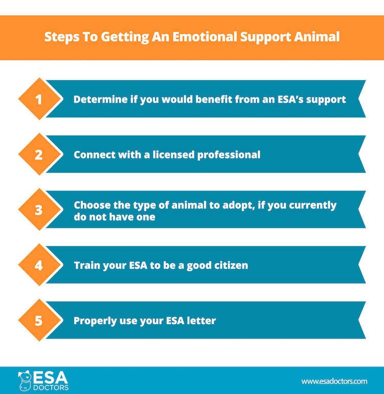 Steps to getting an emotional support animal.