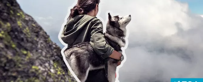 How to Get an Emotional Support Animal - ESA Doctors
