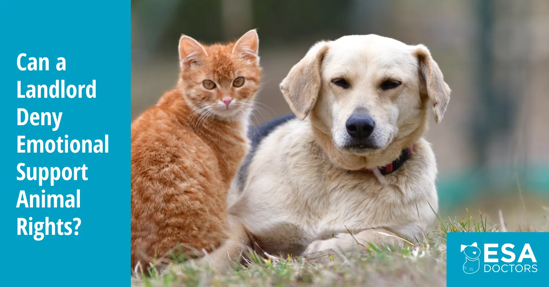 Can a Landlord Deny an Emotional Support Animal?