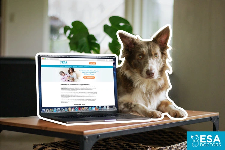How to Register My Dog as an ESA? Tip #1 - Don't! - ESA Doctors