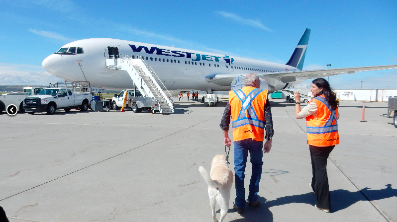 West Jet and Air Canada both allow psychiatric service dogs to fly in cabin! - ESA Doctors
