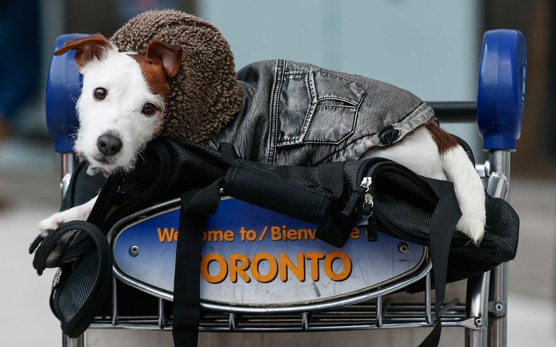 does air canada allow emotional support dogs