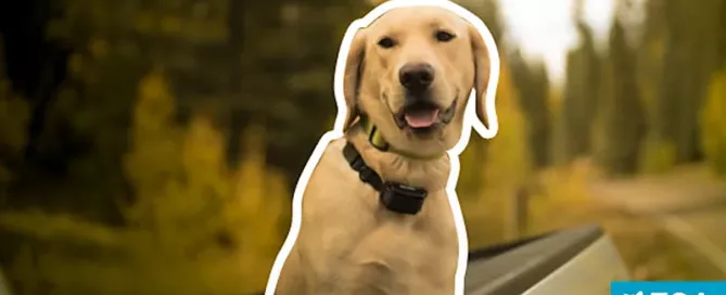 How to ask a doctor for an emotional support animal letter. - ESA Doctors