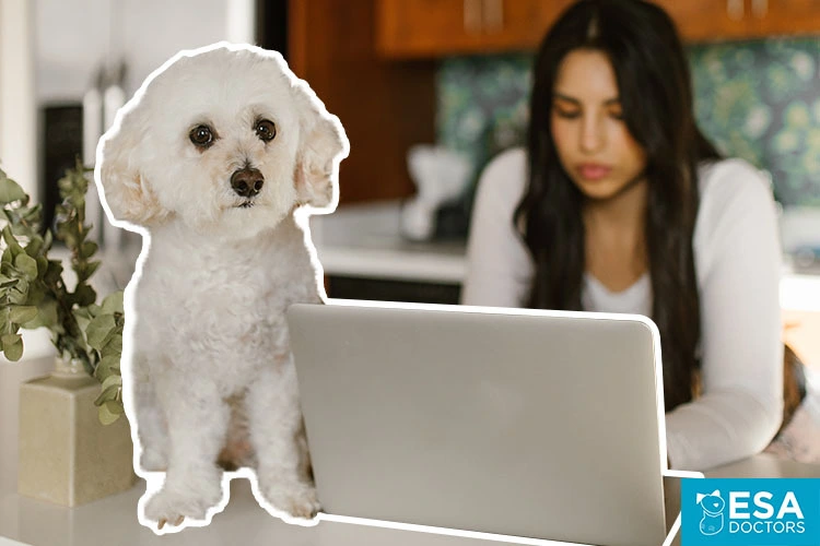 How To Register My Dog As An Esa Tip 1 Don T Esa Doctors