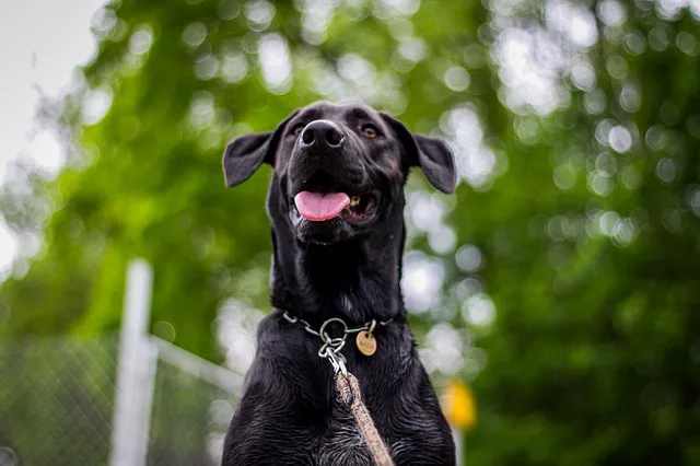 Emotional Support Dog - Labrador - ESA Doctor