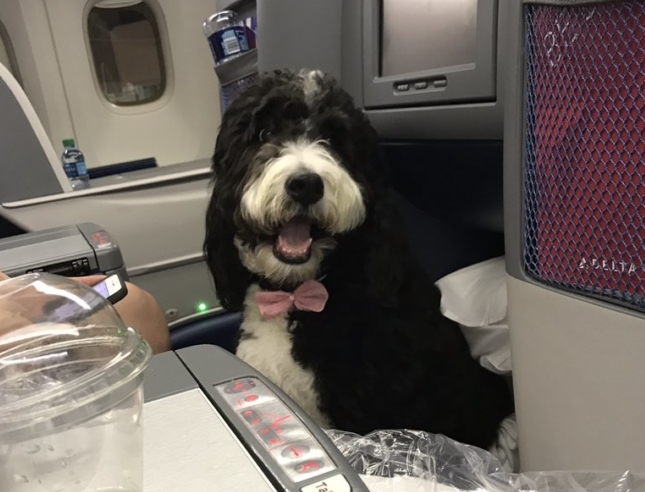 Delta Airlines ESA Dog