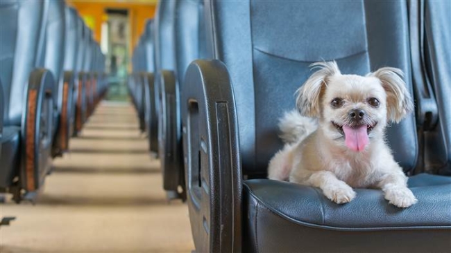 Emotional support dogs are no longer allowed to fly in the cabin with their handler, but psychiatric service dogs are. - ESADoctors