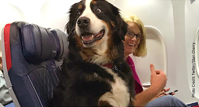 Emotional support dog flying in cabin