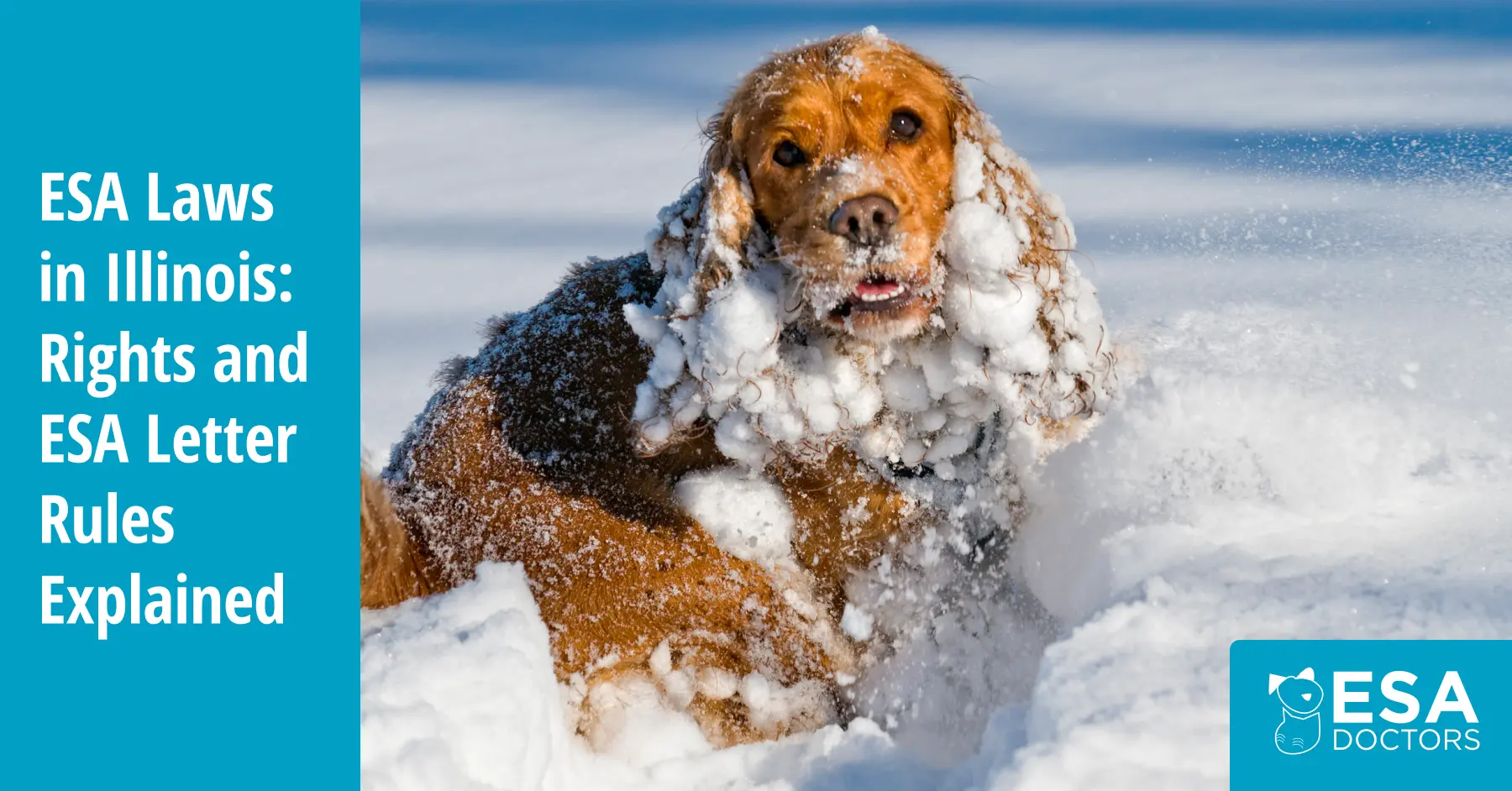How to Get an Emotional Support Animal in Illinois