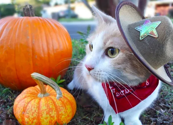 Emotional support cat in Texas in cowboy hat next to pumpkins - ESA Doctors