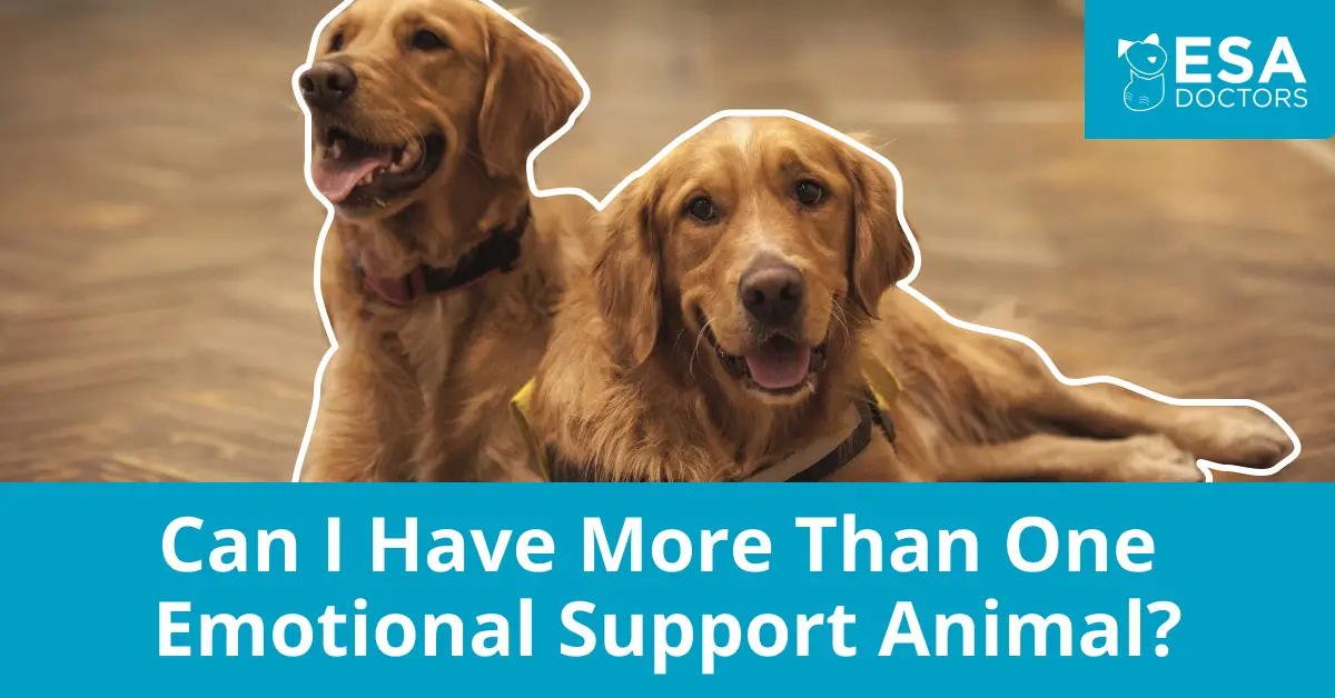 Can I Have More Than One Emotional Support Animal?