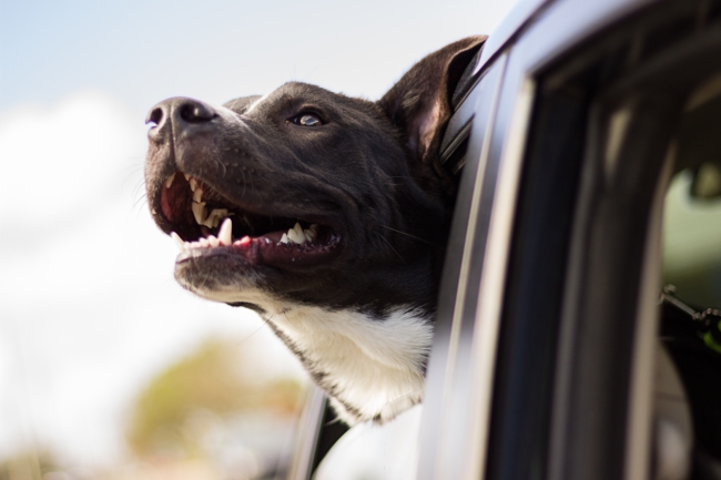 Emotional support dog looking out of the window of a car. - ESA Doctors