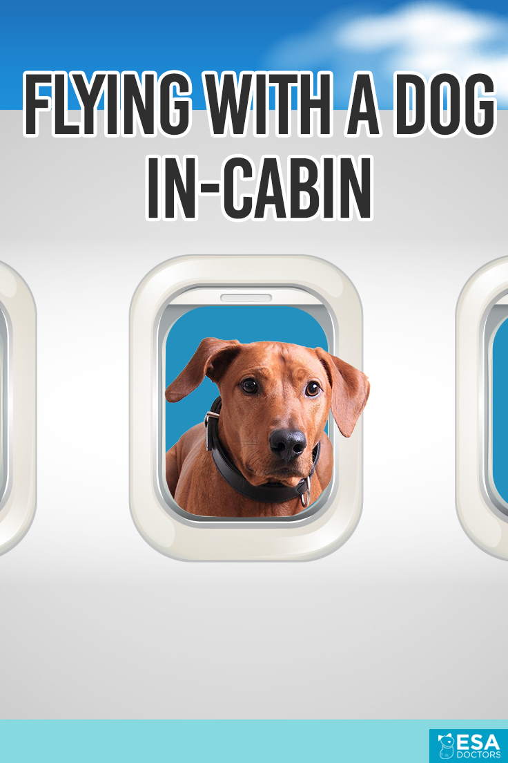 Flying with a Dog In-Cabin