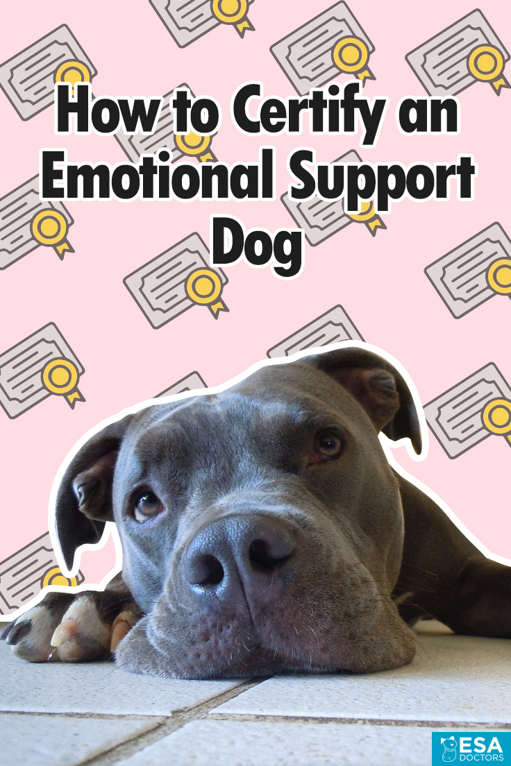 How To Certify An Emotional Support Dog ESA Doctors