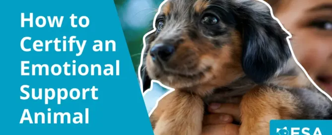 How to Certify an Emotional Support Animal