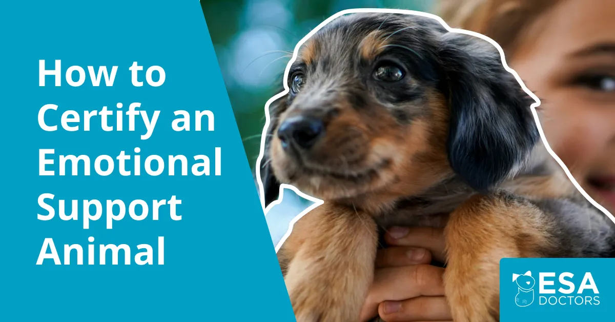 How to Certify an Emotional Support Animal