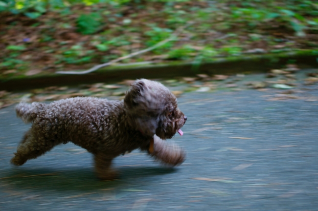 running small dog