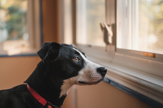 The Fair Housing Act gives emotional support animals special rights when it comes to apartments, condos, and rental homes.