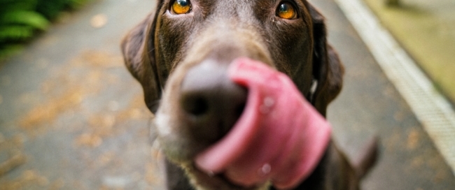 chocolate lab