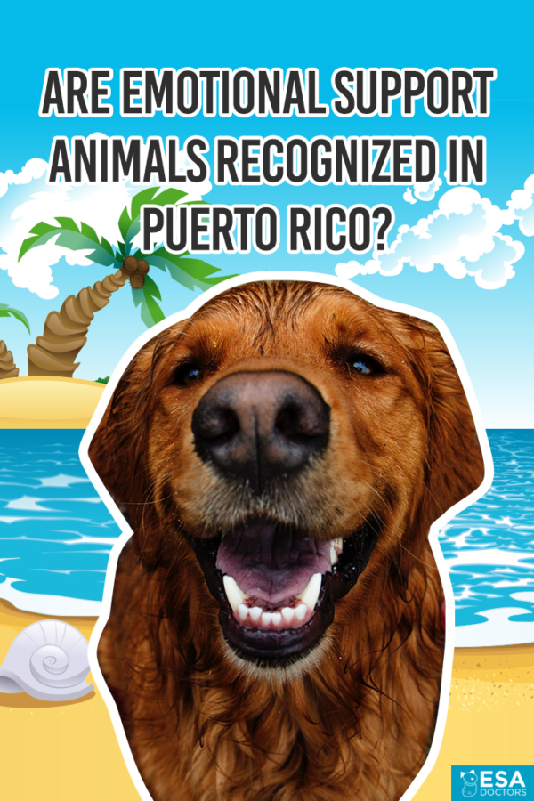 emotional support animal puerto rico