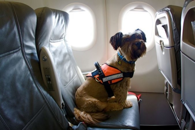 Flying to and from Puerto Rico with an emotional support animal is no longer possible.