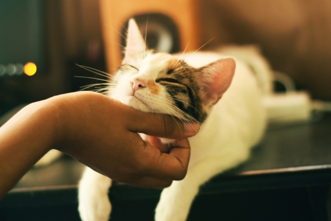 service animal registry cat
