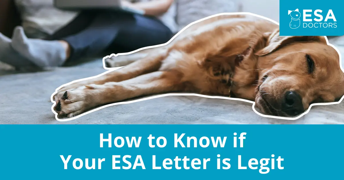 Do You Know if Your ESA Letter is Legit?