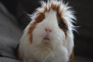 Snapshot of Animal Models Of Guinea Pig Emotional Experiences